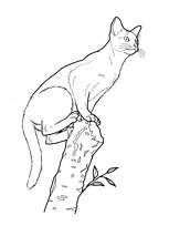 coloriage chat sur le tronc